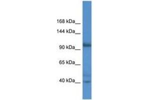 Image no. 1 for anti-Actin Filament Associated Protein 1-Like 2 (AFAP1L2) (AA 66-115) antibody (ABIN6746781) (AFAP1L2 antibody  (AA 66-115))