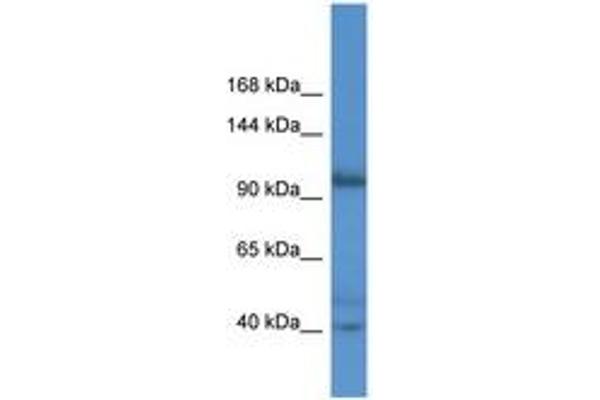 AFAP1L2 antibody  (AA 66-115)
