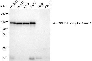 Western blotting analysis using BCL11 transcription factor B antibody (ABIN7800915).