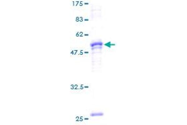 Prohibitin 2 Protein (PHB2) (AA 37-299) (GST tag)