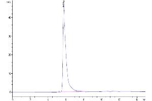 Size-exclusion chromatography-High Pressure Liquid Chromatography (SEC-HPLC) image for Sialic Acid Binding Ig-Like Lectin 8 (SIGLEC8) (AA 17-363) protein (Fc Tag) (ABIN7275591)