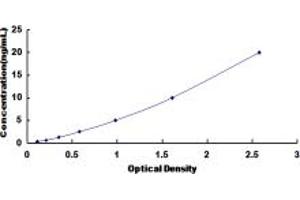 PLCz1 ELISA Kit