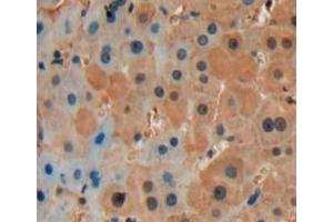 Used in DAB staining on fromalin fixed paraffin-embedded liver tissue (CCL9 antibody  (AA 22-122))