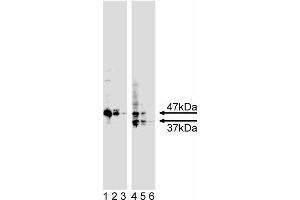Western blot analysis of caspase-9. (Caspase 9 antibody  (N-Term))