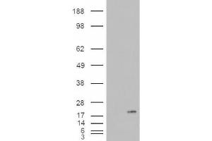 Western Blotting (WB) image for anti-Phospholipase A2, Group IB (PLA2G1B) (C-Term) antibody (ABIN2466123) (PLA2G1B antibody  (C-Term))
