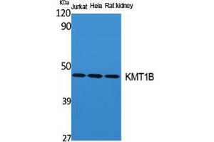 Western Blot (WB) analysis of specific cells using KMT1B Polyclonal Antibody. (SUV39H2 antibody  (Internal Region))