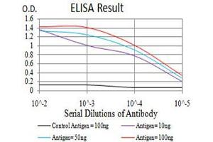 Black line: Control Antigen (100 ng),Purple line: Antigen (10 ng), Blue line: Antigen (50 ng), Red line:Antigen (100 ng) (RAN antibody  (AA 1-216))