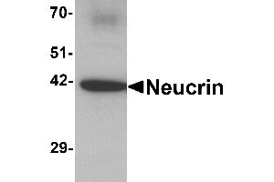 Western blot analysis of Neucrin in rat cerebellum tissue lysate with Neucrin antibody at 1 µg/mL.