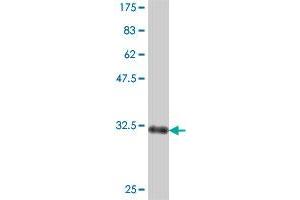 Western Blot detection against Immunogen (32. (SH3G2 antibody  (AA 64-124))