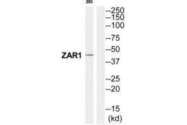 Zygote Arrest 1 antibody  (C-Term)