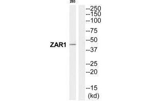 Western blot analysis of extracts from 293 cells, using ZAR1 antibody. (Zygote Arrest 1 antibody  (C-Term))