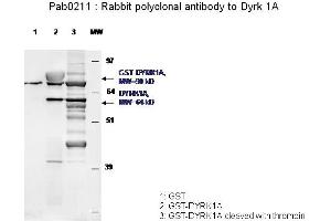 Image no. 1 for anti-Dual-Specificity tyrosine-(Y)-phosphorylation Regulated Kinase 1A (DYRK1A) antibody (ABIN347093) (DYRK1A antibody)