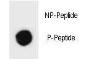 Dot blot analysis of phospho-TSC1 antibody.