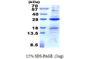Image no. 1 for Activation-Induced Cytidine Deaminase (AICDA) protein (His tag) (ABIN1098741) (AICDA Protein (His tag))