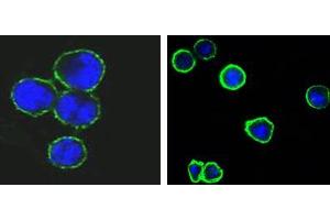 Confocal immunofluorescence analysis of methanol-fixed BCBL-1 (left) and L1210 (right) cells using CD37 mouse mAb(green), showing membrane localization.