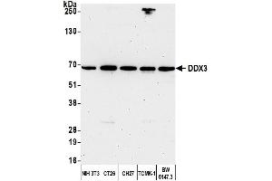 Western Blotting (WB) image for anti-DEAD (Asp-Glu-Ala-Asp) Box Polypeptide 3, X-Linked (DDX3X) (AA 1-50) antibody (ABIN7454637)