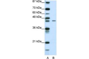 Western Blotting (WB) image for anti-Zinc Finger Protein 17 (ZNF17) antibody (ABIN2461809) (ZNF17 antibody)