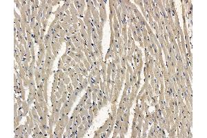 ABIN7096895 and ABIN7100961 at 1/100 staining rat heart tissue by IHC-P. (MPV17L2 antibody)