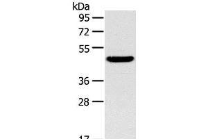 Western Blot analysis of Mouse liver tissue using TM7SF2 Polyclonal Antibody at dilution of 1:400 (TM7SF2 antibody)