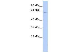 MAPK15 antibody used at 1 ug/ml to detect target protein. (MAPK15 antibody  (Middle Region))