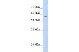 WB Suggested Anti-PGS1 Antibody Titration:  0. (PGS1 antibody  (C-Term))