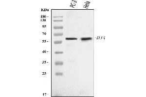 Western blot analysis of KLF4 using anti-KLF4 antibody (ABIN7599343).
