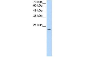 EDG8 antibody used at 2. (S1PR5 antibody  (N-Term))