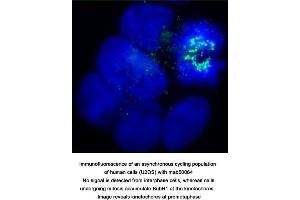 Image no. 2 for anti-Budding Uninhibited By Benzimidazoles 1 Homolog beta (Yeast) (BUB1B) antibody (ABIN363218) (BUB1B antibody)