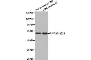 Western Blotting (WB) image for anti-Vasodilator-Stimulated phosphoprotein (VASP) (pSer239) antibody (ABIN1870693) (VASP antibody  (pSer239))