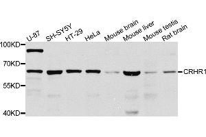 Western blot analysis of extracts of various cell lines, using CRHR1 antibody (ABIN5974846) at 1/1000 dilution. (CRHR1 antibody)