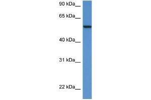 Western Blotting (WB) image for anti-Proto-oncogene tyrosine-protein kinase Src (Src) (N-Term) antibody (ABIN486941) (Src antibody  (N-Term))