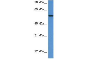 Western Blotting (WB) image for anti-Proto-oncogene tyrosine-protein kinase Src (Src) (N-Term) antibody (ABIN2779669) (Src antibody  (N-Term))