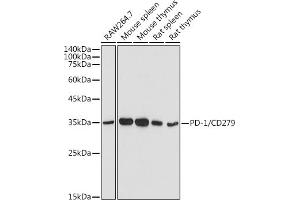 Western blot analysis of extracts of various cell lines, using PD-1/CD279 antibody (ABIN6127594, ABIN6145334, ABIN6145335 and ABIN6221230) at 1:500 dilution. (PD-1 antibody  (AA 21-170))