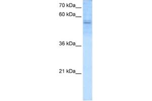 Western Blotting (WB) image for anti-Recombination Signal Binding Protein For Immunoglobulin kappa J Region (RBPJ) antibody (ABIN2460193) (RBPJ antibody)
