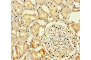 Immunohistochemistry of paraffin-embedded human kidney tissue using ABIN7154855 at dilution of 1:100 (HSPA12B antibody  (AA 201-500))