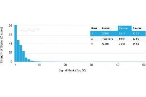Analysis of Protein Array containing >19,000 full-length human proteins using Granzyme B Monospecific Mouse Monoclonal Antibody (GZMB/3056) Z- and S- Score: The Z-score represents the strength of a signal that a monoclonal antibody (MAb) (in combination with a fluorescently-tagged anti-IgG secondary antibody) produces when binding to a particular protein on the HuProtTM array. (GZMB antibody  (AA 73-187))