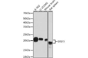 Western blot analysis of extracts of various cell lines, using SRSF3 Rabbit mAb (ABIN7270216) at 1:1000 dilution. (SRSF3 antibody)