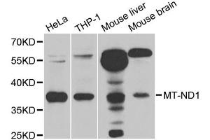 Western blot analysis of extracts of various cell lines, using MT-ND1 antibody. (MT-ND1 antibody)