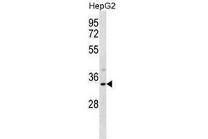 SULT1A3 Antibody (Center) western blot analysis in HepG2 cell line lysates (35µg/lane). (SULT1A3/1A4 antibody  (Middle Region))