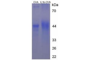 Image no. 3 for Interleukin 1, beta (IL1B) (AA 199-214) peptide (Ovalbumin) (ABIN5666242) (Interleukin 1, beta (IL1B) (AA 199-214) peptide (Ovalbumin))
