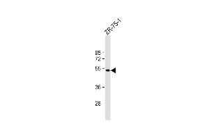 Anti-BRP16 Antibody (Center) at 1:1000 dilution + ZR-75-1 whole cell lysate Lysates/proteins at 20 μg per lane. (FAM203B antibody  (AA 254-280))