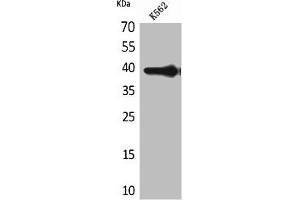 Western Blot analysis of K562 cells using HSP77/76 Polyclonal Antibody (HSPA7 antibody  (Internal Region))