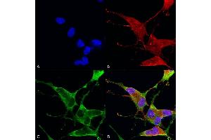 Immunocytochemistry/Immunofluorescence analysis using Mouse Anti-Ankyrin R Monoclonal Antibody, Clone S388A-10 (ABIN2485521). (Erythrocyte Ankyrin antibody  (AA 1-1881))