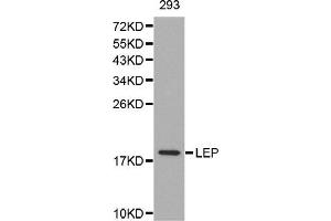 Western blot analysis of extracts of 293 cell line, using LEP antibody. (Leptin antibody)