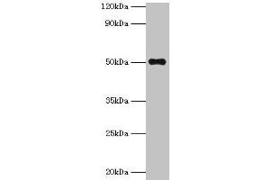 Western blot All lanes: TMLHE antibody at 2 μg/mL + MCF-7 whole cell lysate Secondary Goat polyclonal to rabbit IgG at 1/10000 dilution Predicted band size: 50, 47, 39, 45, 43, 42, 51 kDa Observed band size: 50 kDa