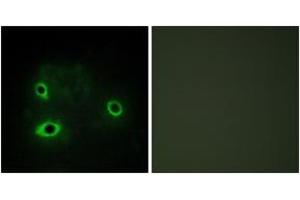 Immunofluorescence analysis of COS7 cells, using COX42 Antibody. (COX4I2 antibody  (AA 31-80))