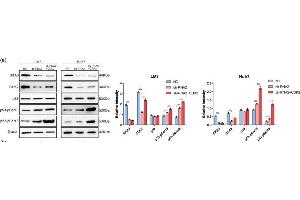 SKA3 inhibited the interaction between CDK2 and p53.