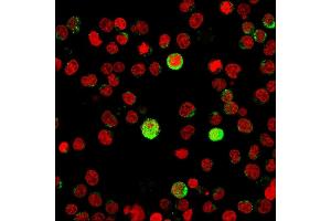 Immunofluorescence (IF) image for anti-CD40 Ligand (CD40LG) (AA 108-261) antibody (ABIN6941189)