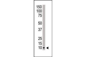 Image no. 2 for anti-Neural Precursor Cell Expressed, Developmentally Down-Regulated 8 (NEDD8) (N-Term) antibody (ABIN356744) (NEDD8 antibody  (N-Term))