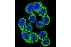 Immunofluorescence (IF) image for anti-Hypoxia Up Regulated 1 (HYOU1) antibody (ABIN3003137)